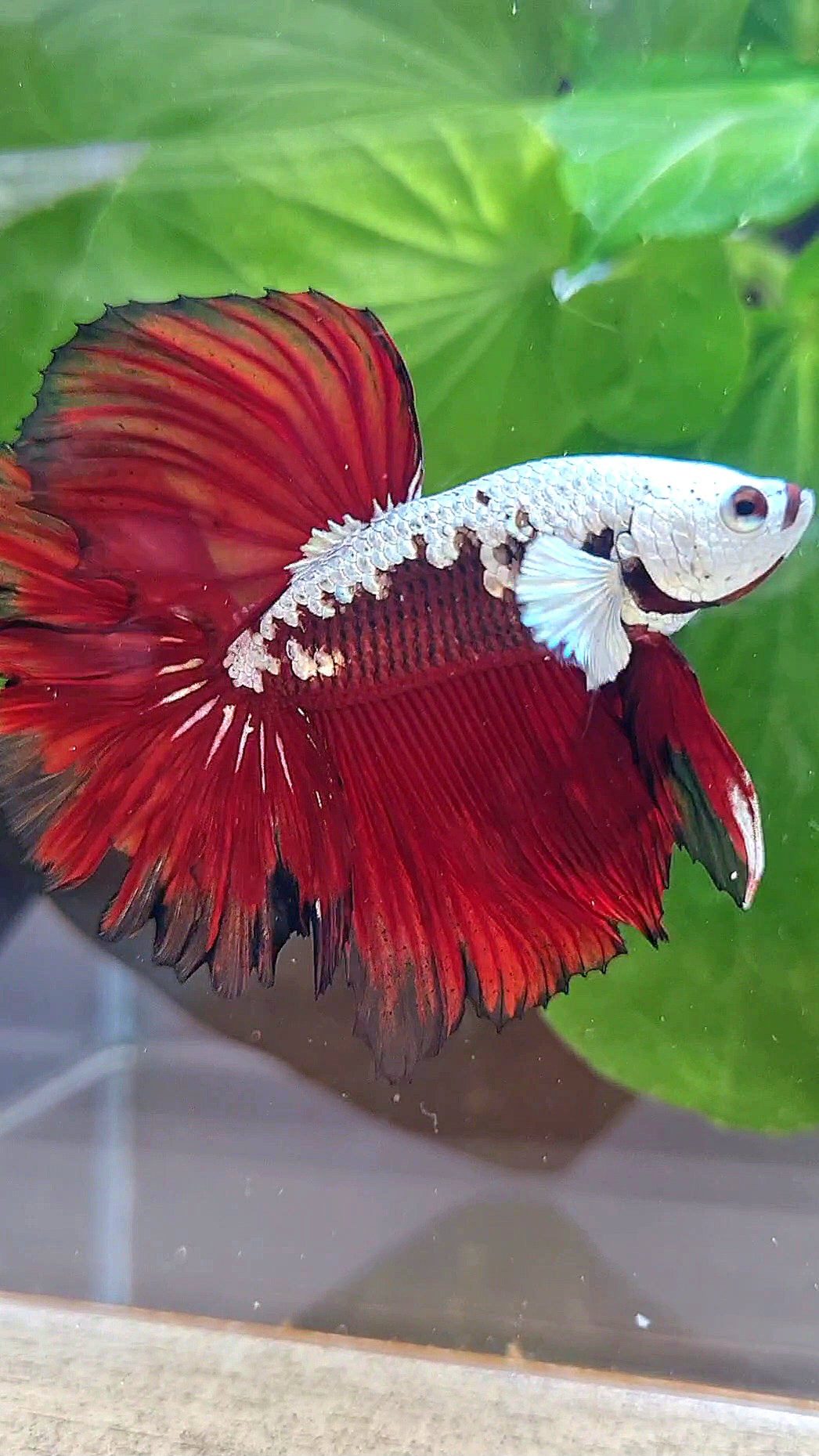 LUXURY HALFMOON ROSETAIL RED MAMBA SNOW SAMURAI MASKING BETTA FISH