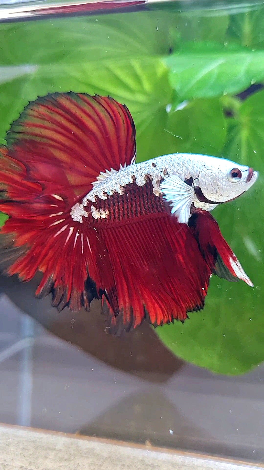 LUXURY HALFMOON ROSETAIL RED MAMBA SNOW SAMURAI MASKING BETTA FISH