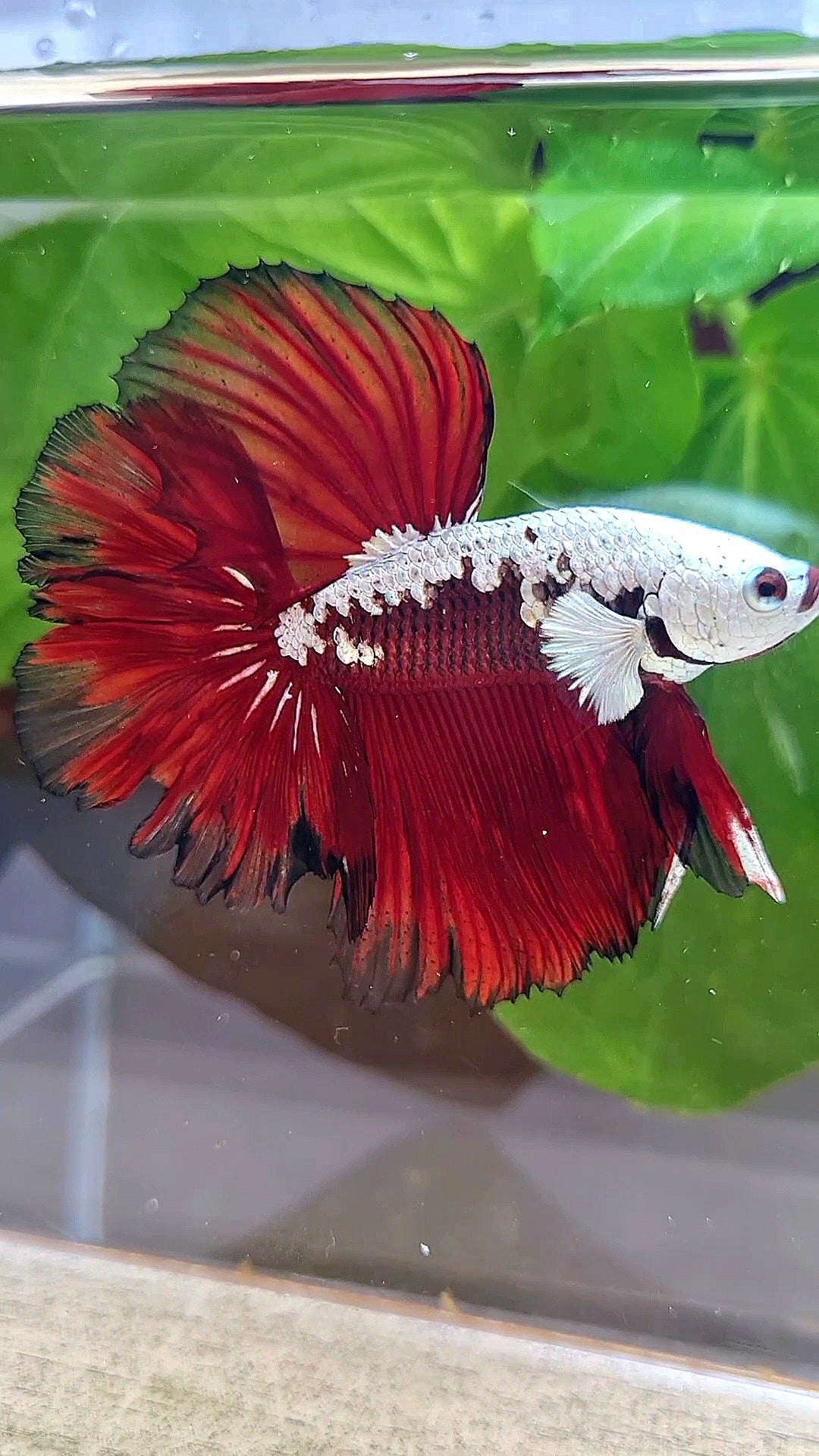 LUXURY HALFMOON ROSETAIL RED MAMBA SNOW SAMURAI MASKING BETTA FISH