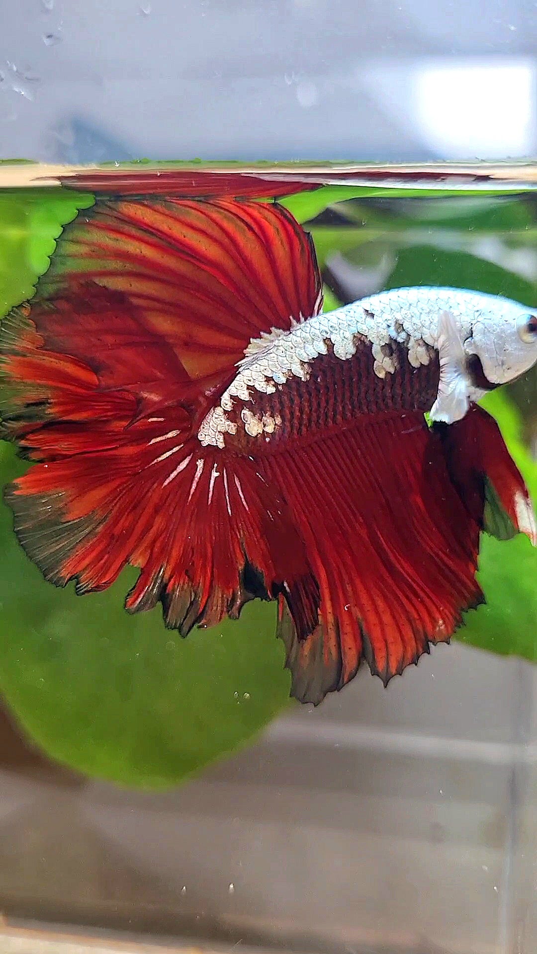 LUXURY HALFMOON ROSETAIL RED MAMBA SNOW SAMURAI MASKING BETTA FISH