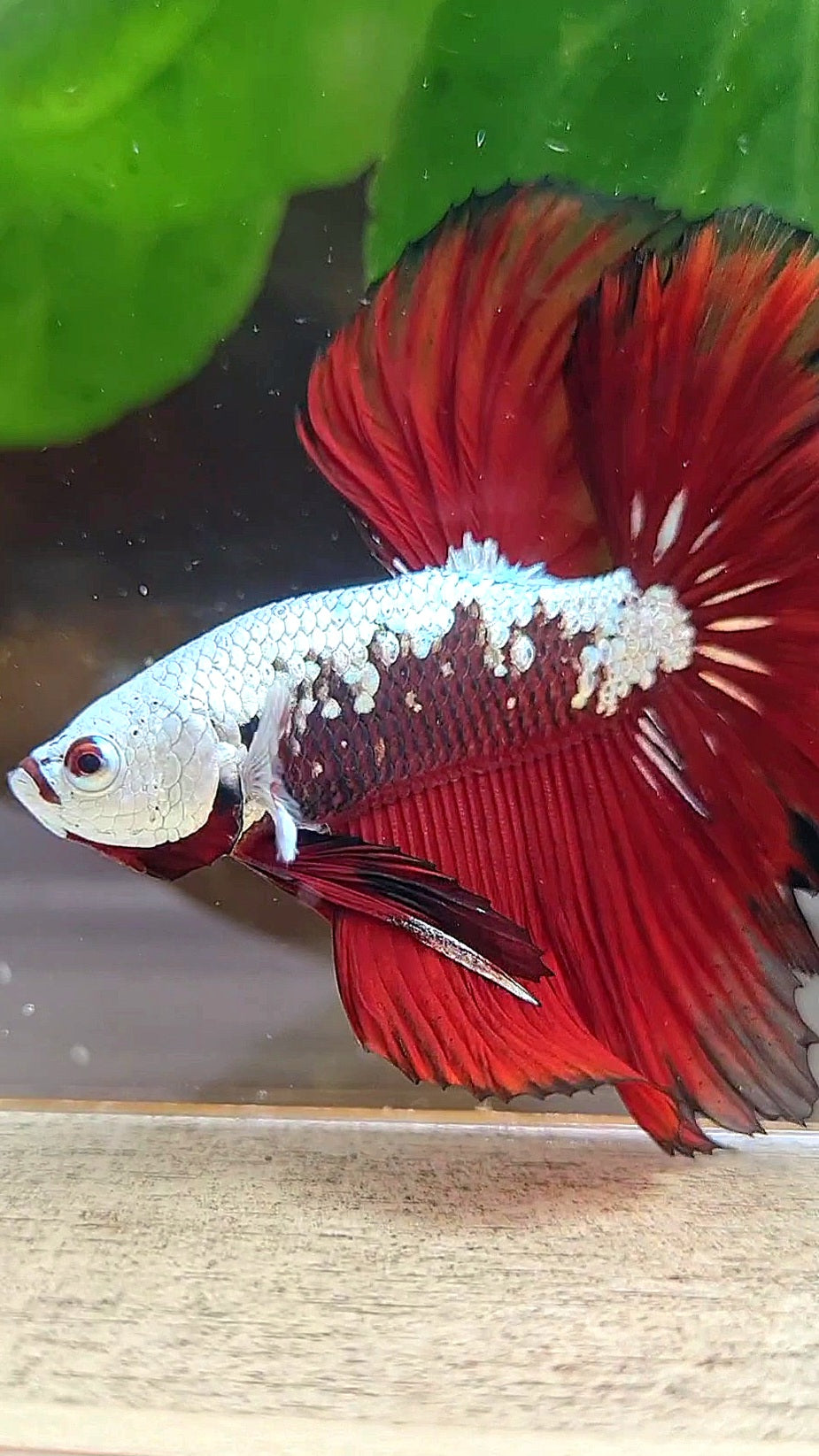 LUXURY HALFMOON ROSETAIL RED MAMBA SNOW SAMURAI MASKING BETTA FISH