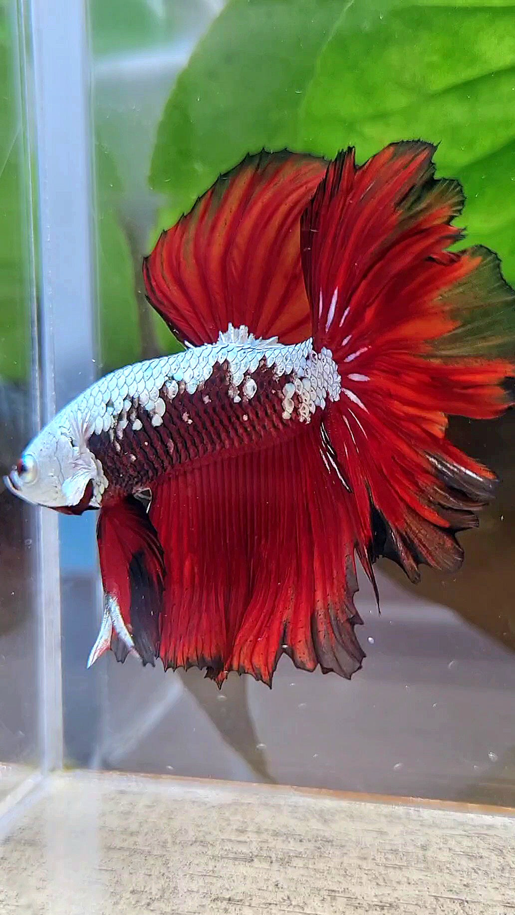 LUXURY HALFMOON ROSETAIL RED MAMBA SNOW SAMURAI MASKING BETTA FISH