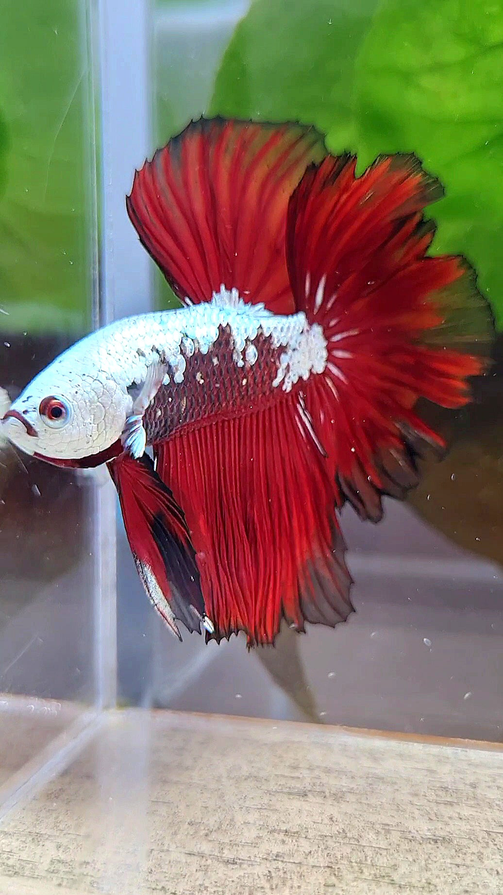 LUXURY HALFMOON ROSETAIL RED MAMBA SNOW SAMURAI MASKING BETTA FISH