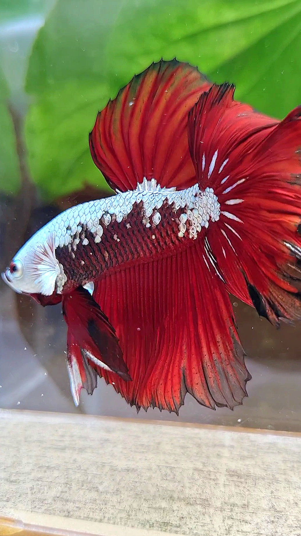 LUXURY HALFMOON ROSETAIL RED MAMBA SNOW SAMURAI MASKING BETTA FISH