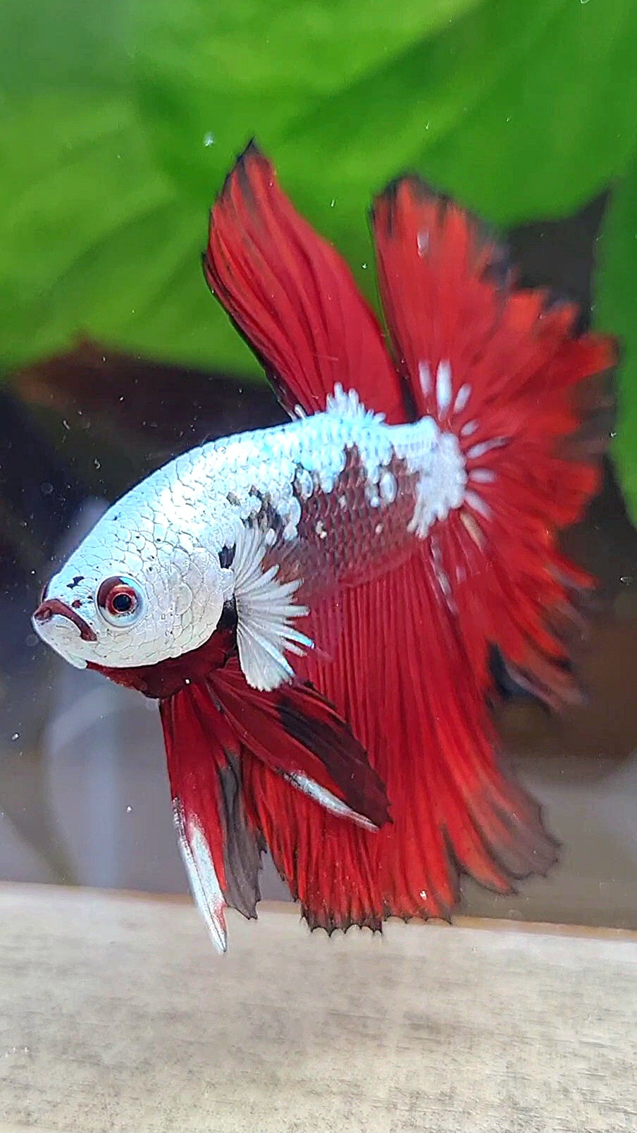 LUXURY HALFMOON ROSETAIL RED MAMBA SNOW SAMURAI MASKING BETTA FISH