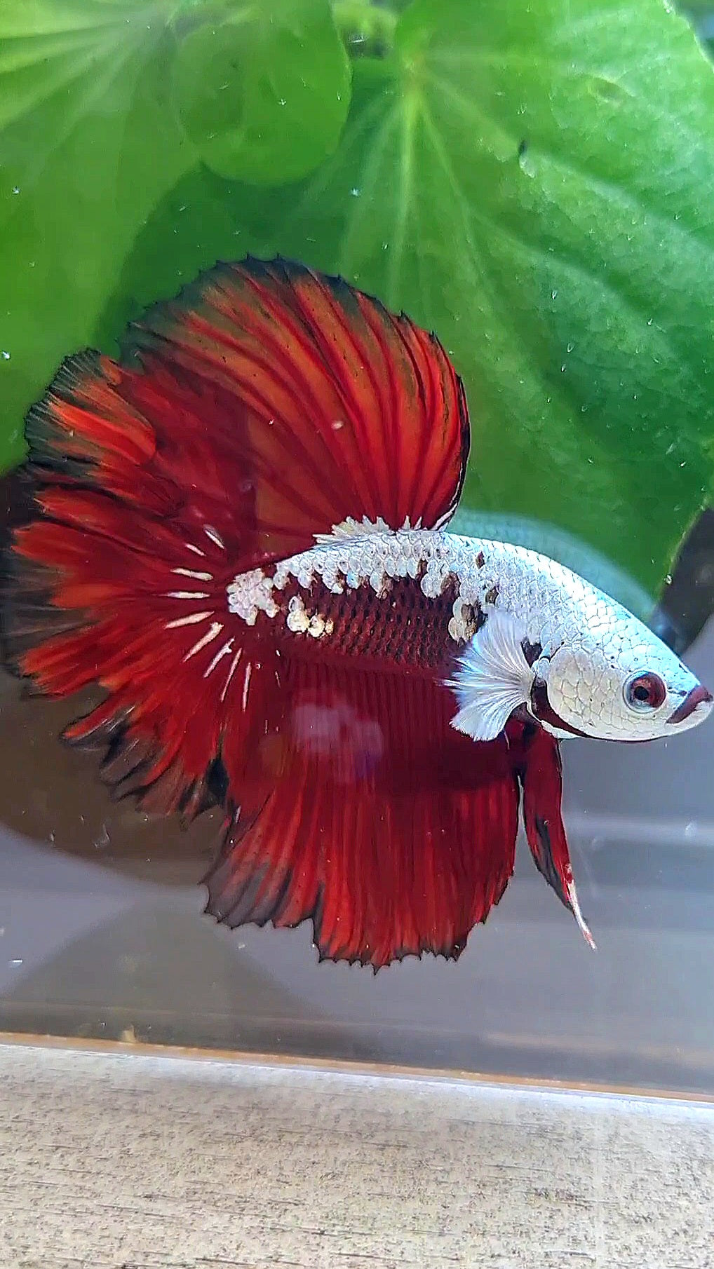 LUXURY HALFMOON ROSETAIL RED MAMBA SNOW SAMURAI MASKING BETTA FISH