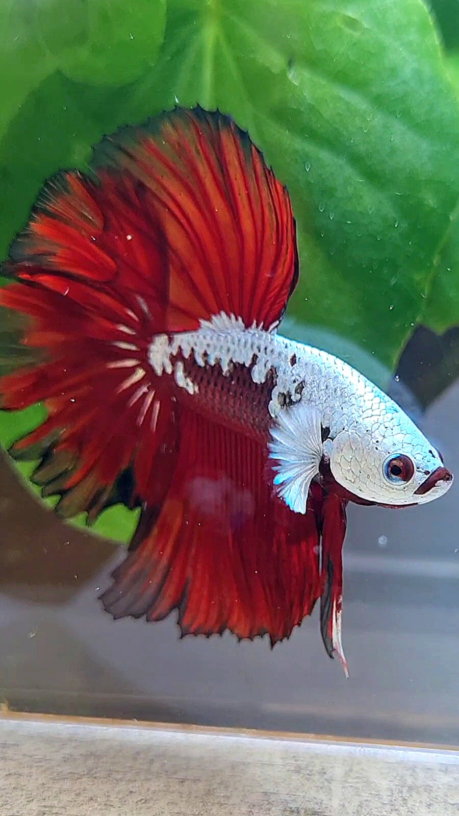 LUXURY HALFMOON ROSETAIL RED MAMBA SNOW SAMURAI MASKING BETTA FISH