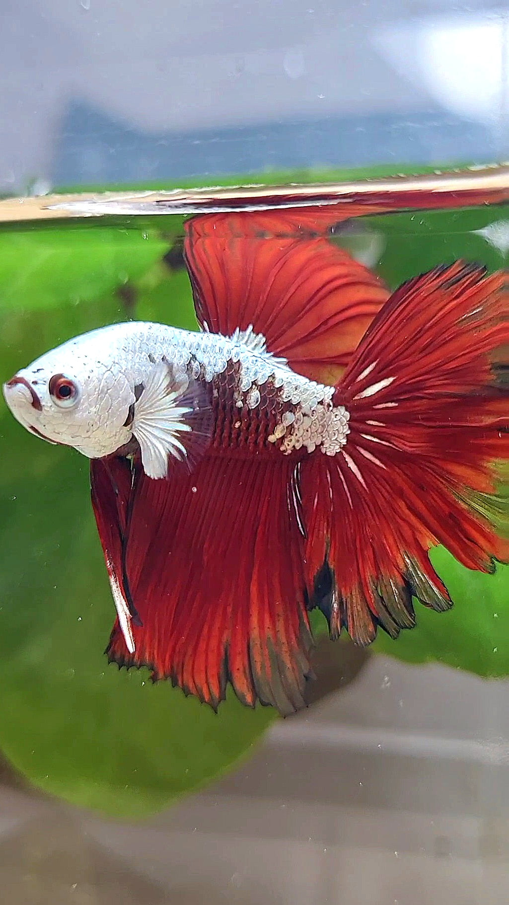 LUXURY HALFMOON ROSETAIL RED MAMBA SNOW SAMURAI MASKING BETTA FISH