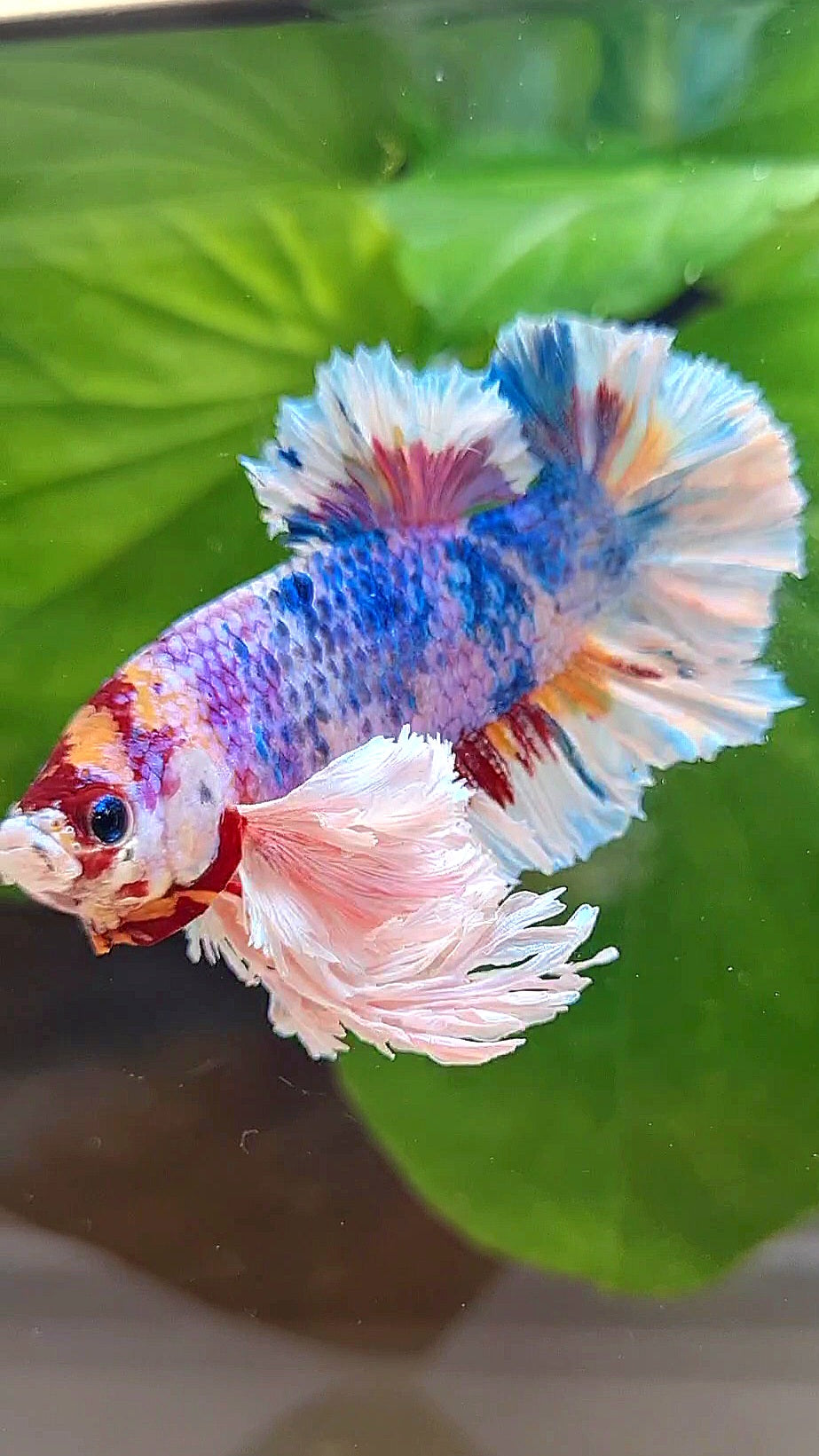 LUXURY KING PLAKAT SUPER ROSE EAR CANDY RAINBOW MULTICOLOR BETTA FISH