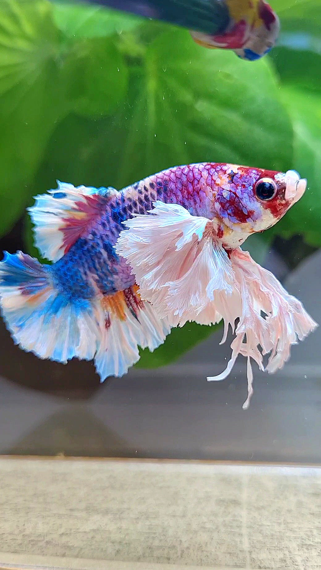 LUXURY KING PLAKAT SUPER ROSE EAR CANDY RAINBOW MULTICOLOR BETTA FISH