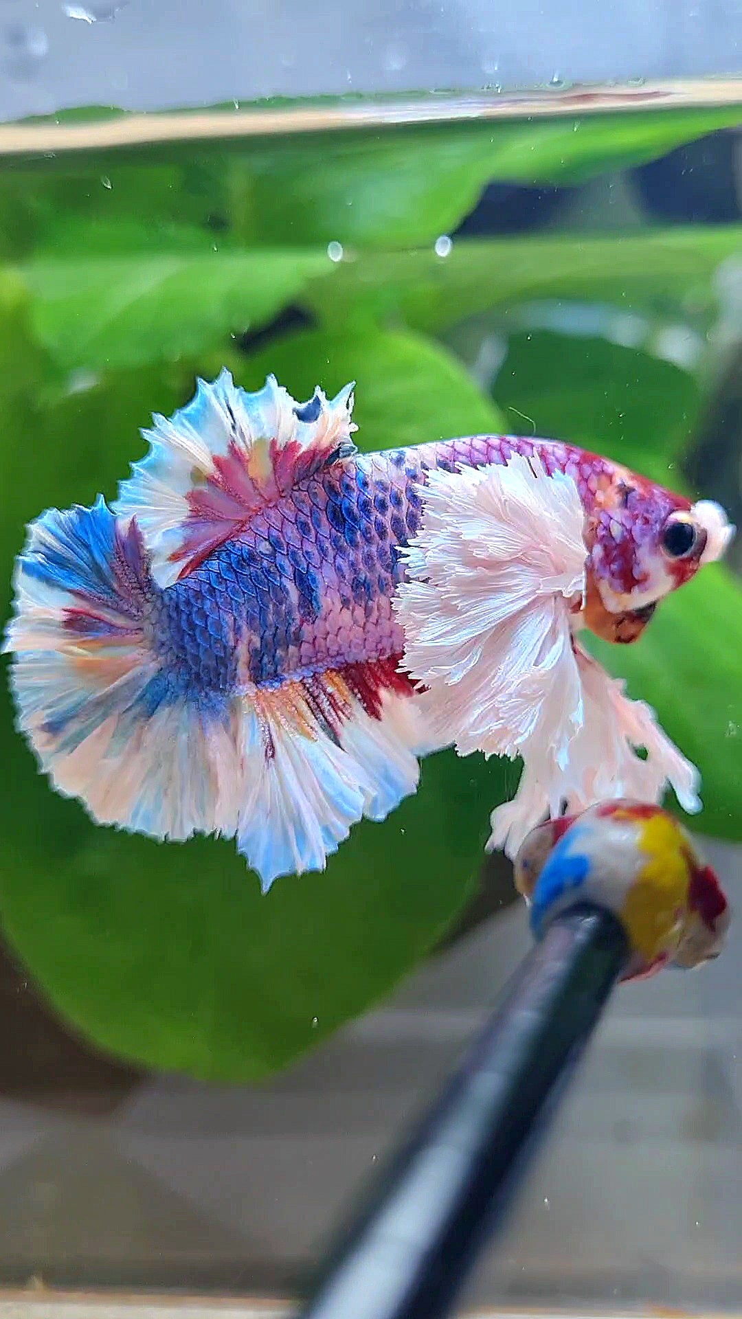 LUXURY KING PLAKAT SUPER ROSE EAR CANDY RAINBOW MULTICOLOR BETTA FISH