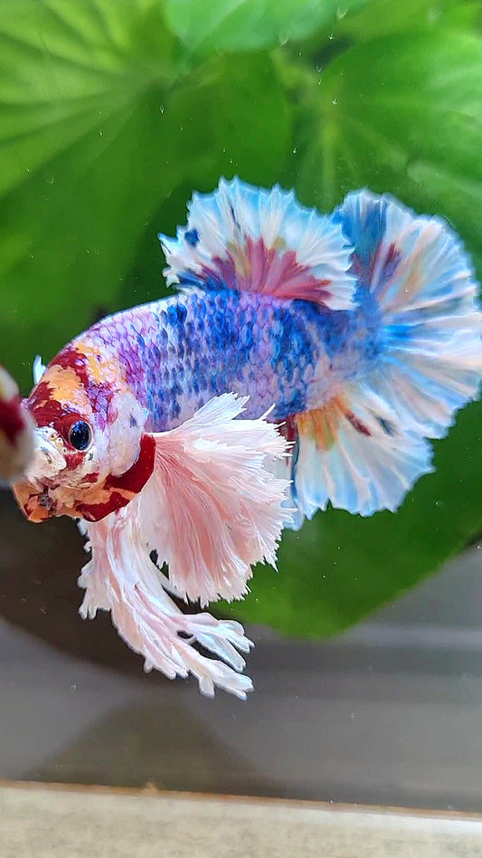 LUXURY KING PLAKAT SUPER ROSE EAR RAINBOW CANDY MULTICOLOR BETTA FISH