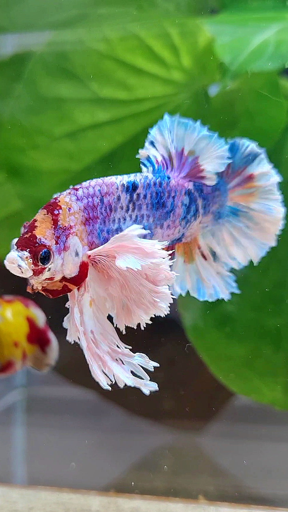 LUXURY KING PLAKAT SUPER ROSE EAR CANDY RAINBOW MULTICOLOR BETTA FISH