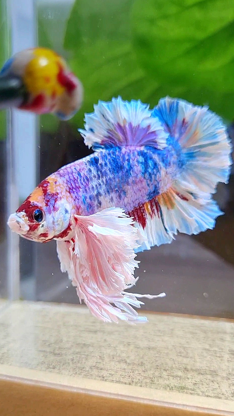 LUXURY KING PLAKAT SUPER ROSE EAR CANDY RAINBOW MULTICOLOR BETTA FISH
