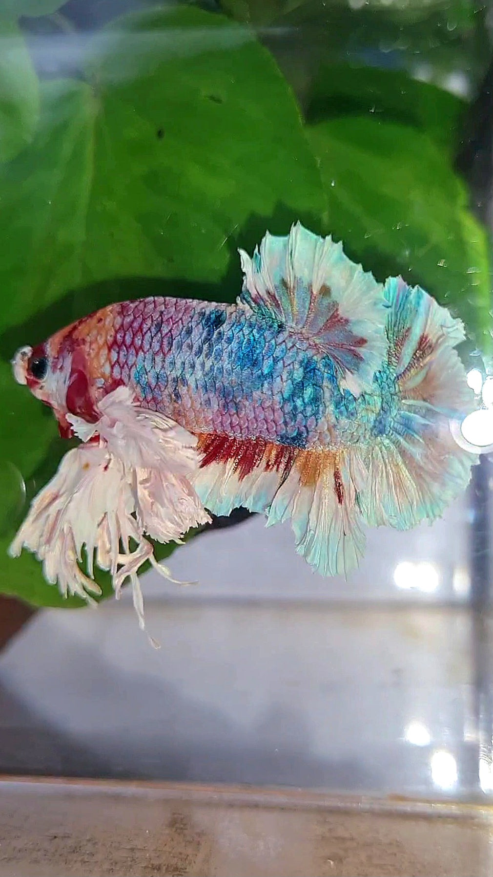 LUXURY KING PLAKAT SUPER ROSE EAR CANDY RAINBOW MULTICOLOR BETTA FISH