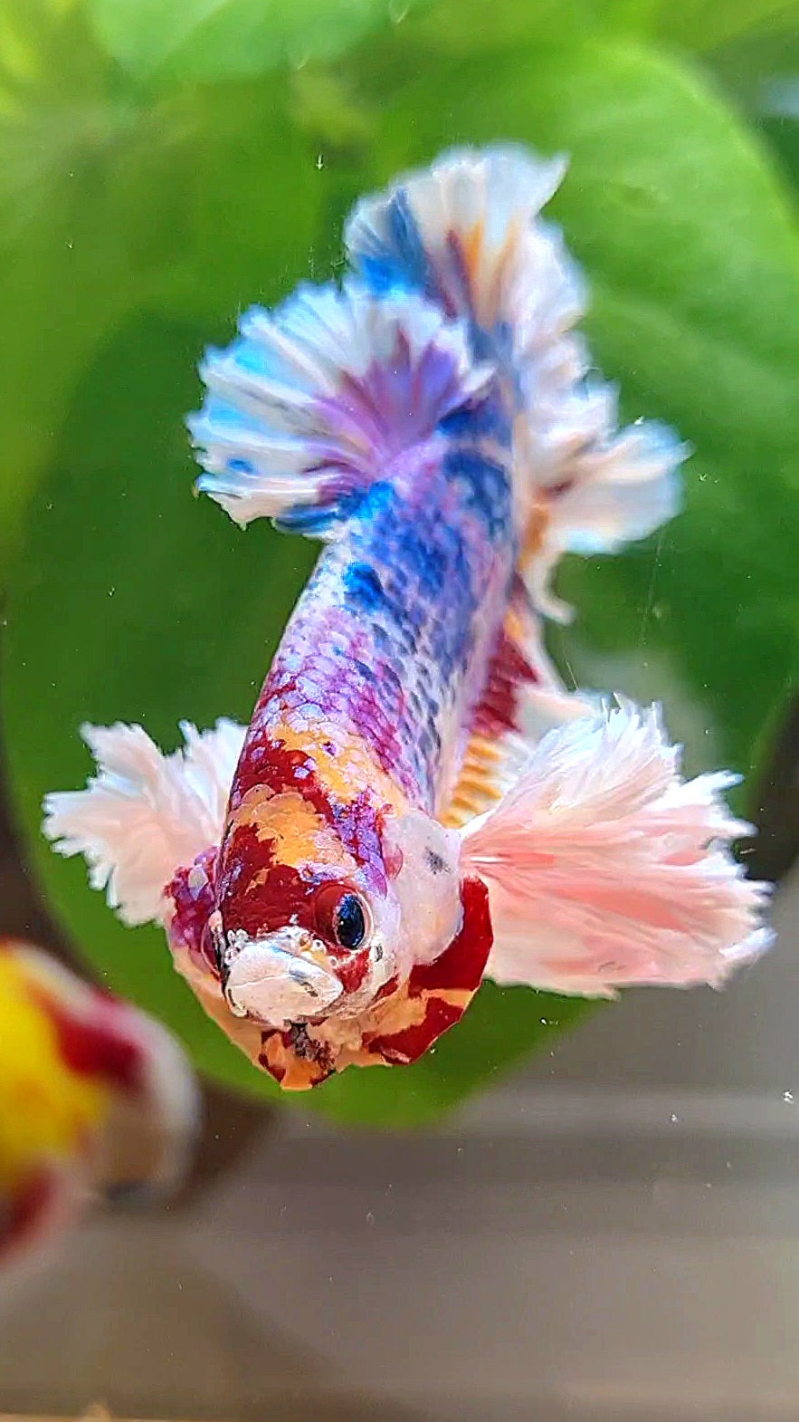 LUXURY KING PLAKAT SUPER ROSE EAR CANDY RAINBOW MULTICOLOR BETTA FISH