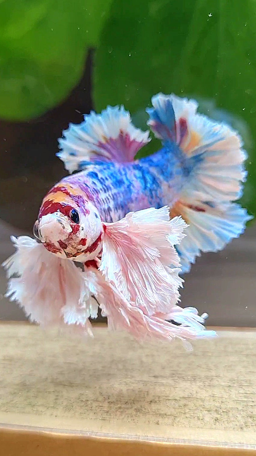 LUXURY KING PLAKAT SUPER ROSE EAR CANDY RAINBOW MULTICOLOR BETTA FISH