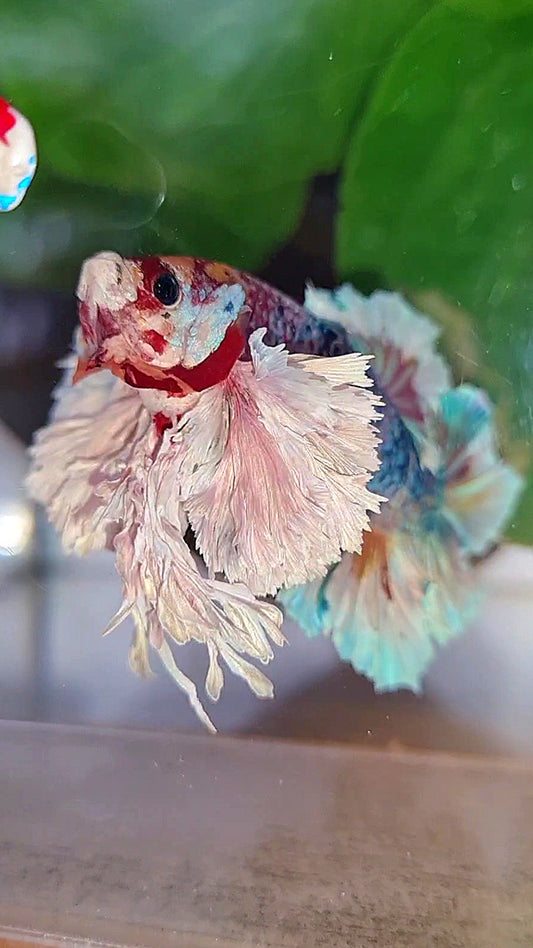 LUXURY KING PLAKAT SUPER ROSE EAR RAINBOW CANDY MULTICOLOR BETTA FISH
