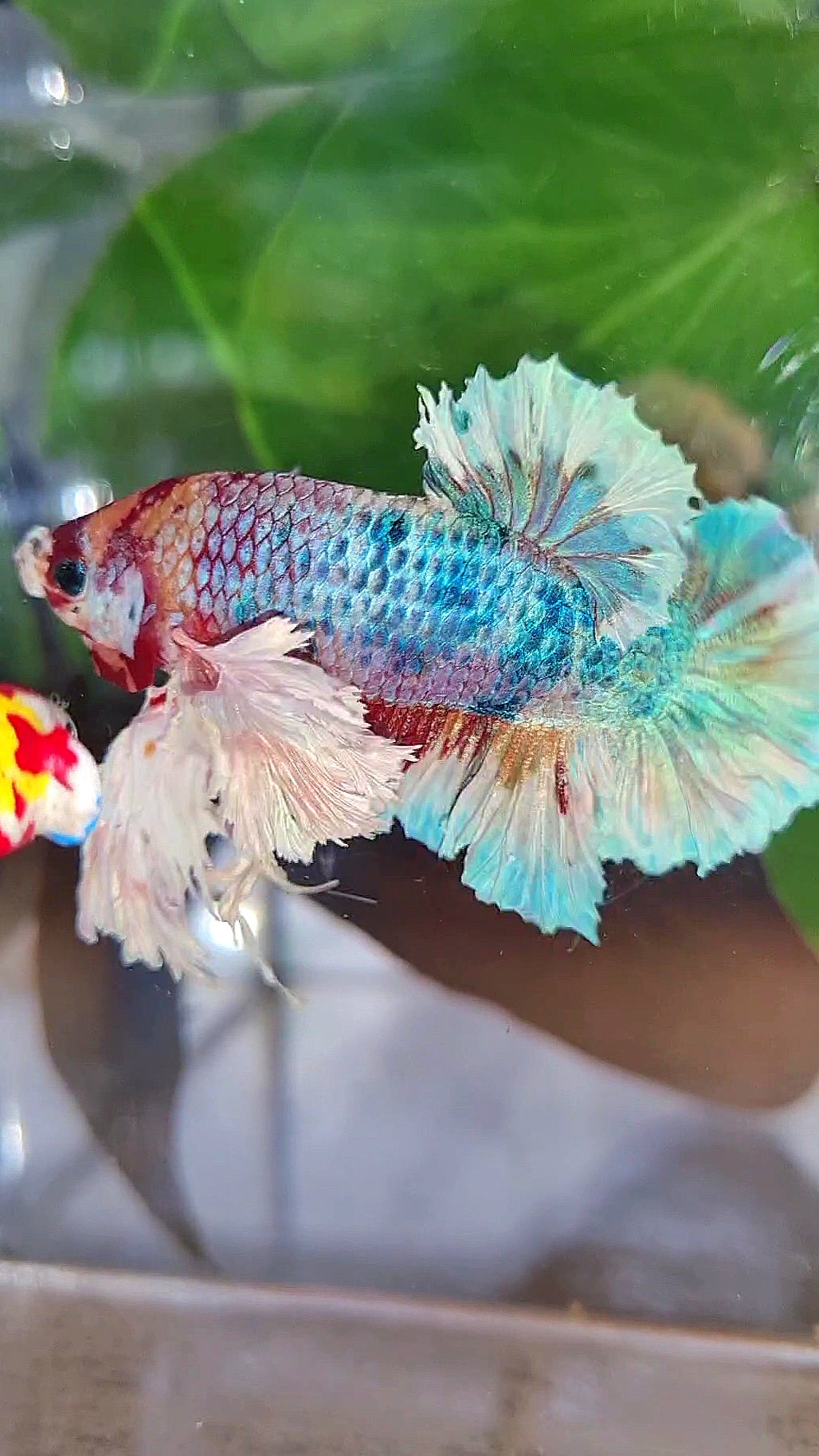 LUXURY KING PLAKAT SUPER ROSE EAR CANDY RAINBOW MULTICOLOR BETTA FISH