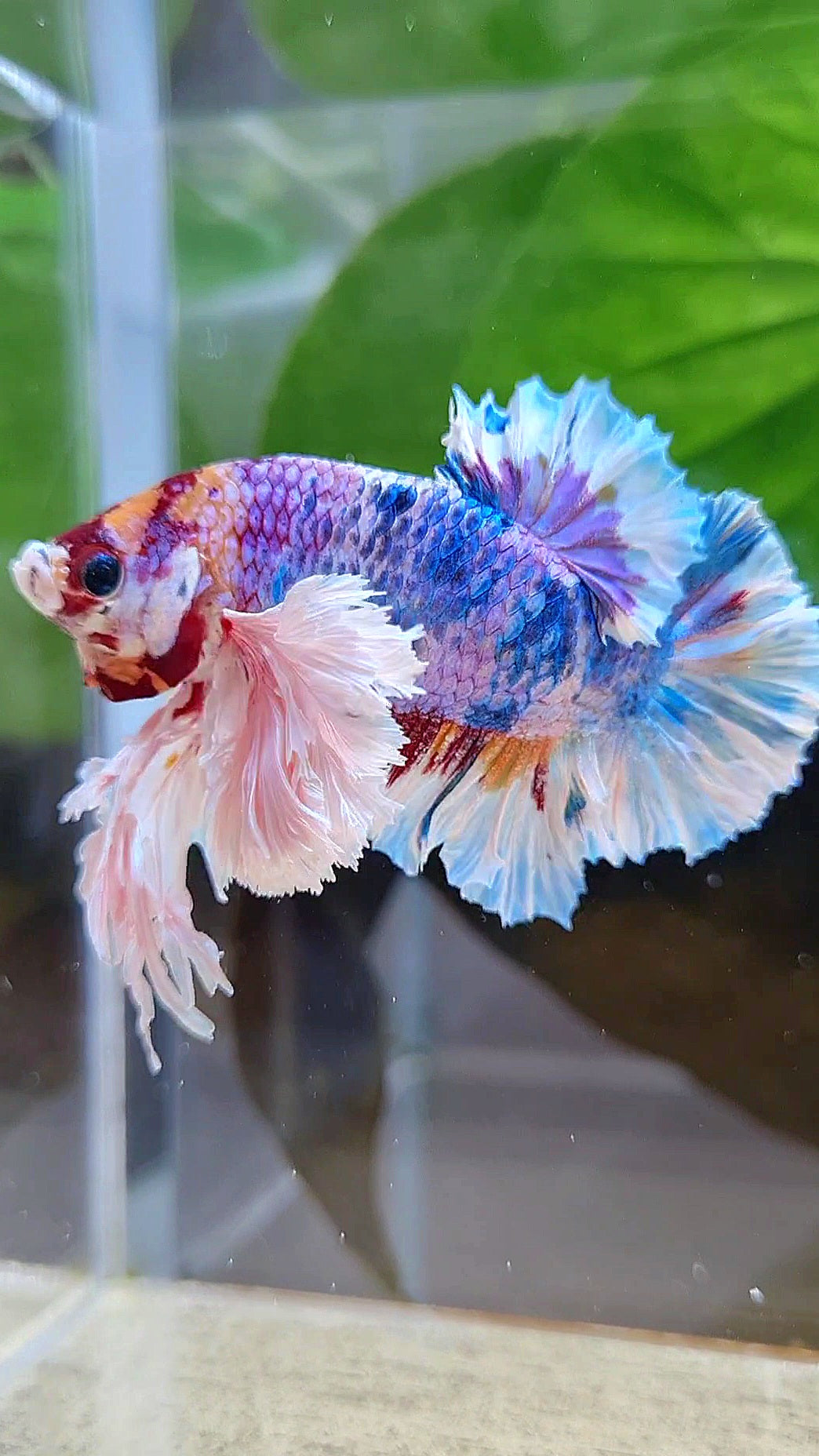 LUXURY KING PLAKAT SUPER ROSE EAR CANDY RAINBOW MULTICOLOR BETTA FISH