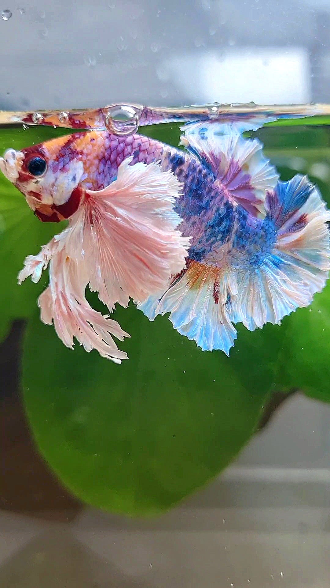 LUXURY KING PLAKAT SUPER ROSE EAR CANDY RAINBOW MULTICOLOR BETTA FISH