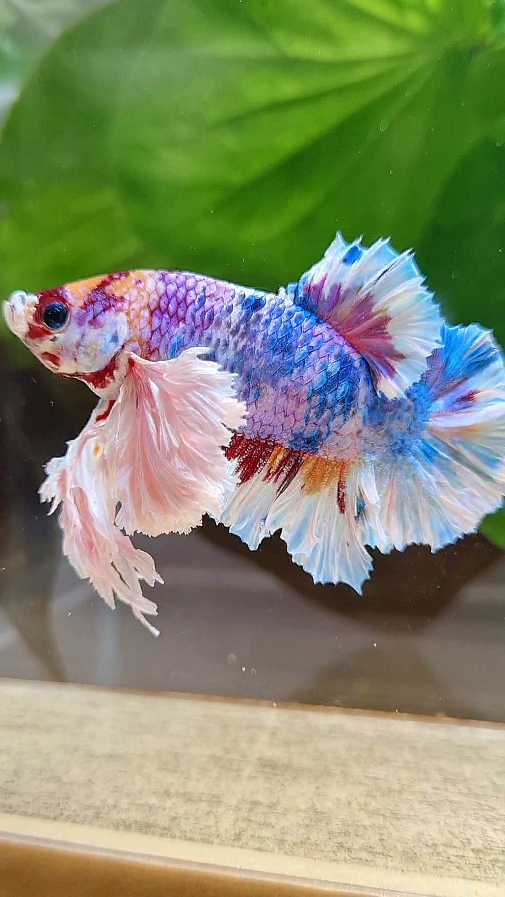 LUXURY KING PLAKAT SUPER ROSE EAR CANDY RAINBOW MULTICOLOR BETTA FISH