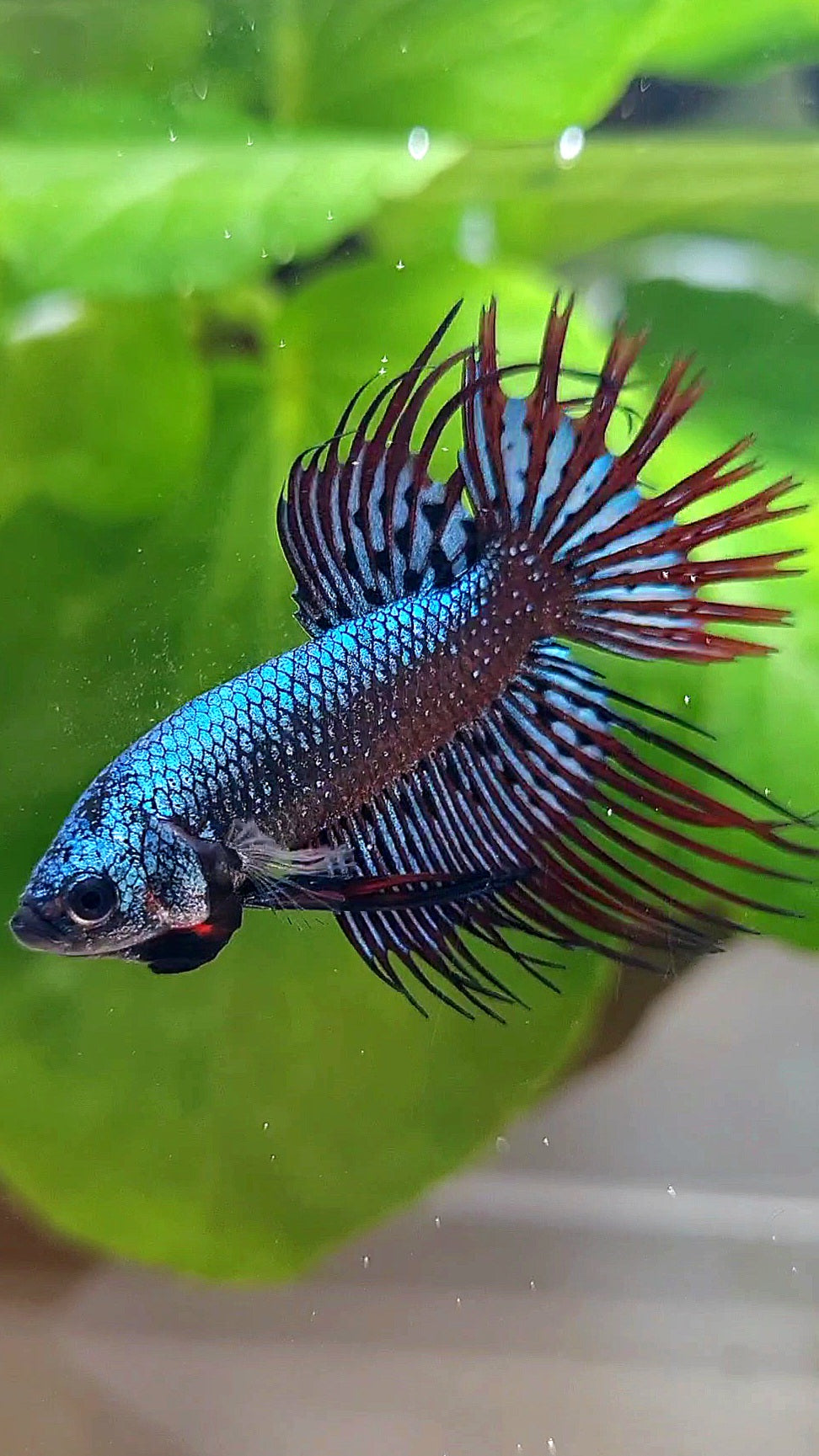 3 FISH LUXURY CROWNTAIL ALIEN BLUE 2 IMBELIS COPPER ORANGE HYBRID WILD BETTA FISH
