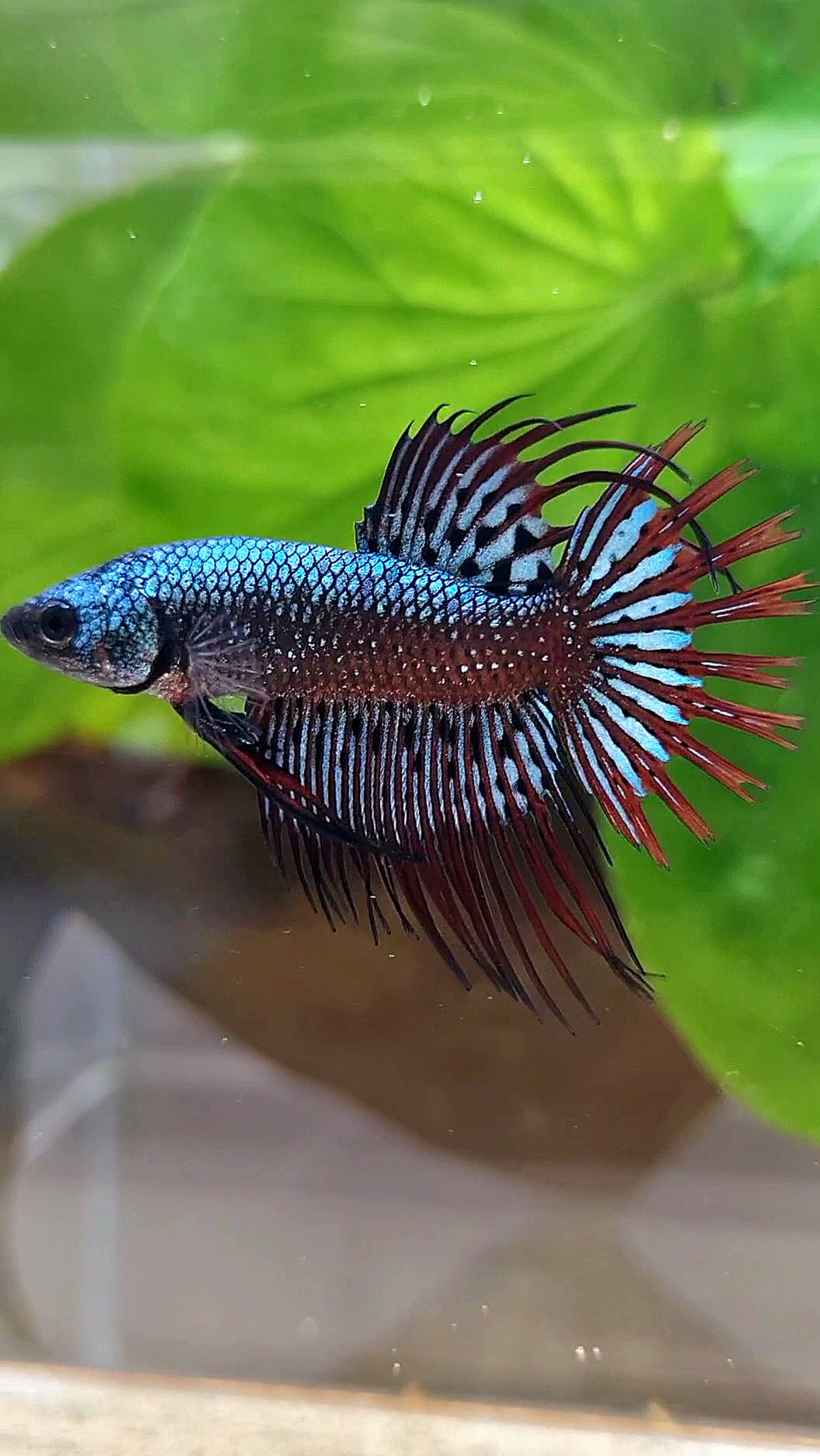 3 FISH LUXURY CROWNTAIL ALIEN BLUE 2 IMBELIS COPPER ORANGE HYBRID WILD BETTA FISH