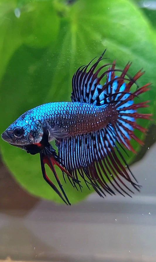 LUXURY CROWNTAIL ALIEN BLUE HYBRID WILD BETTA FISH