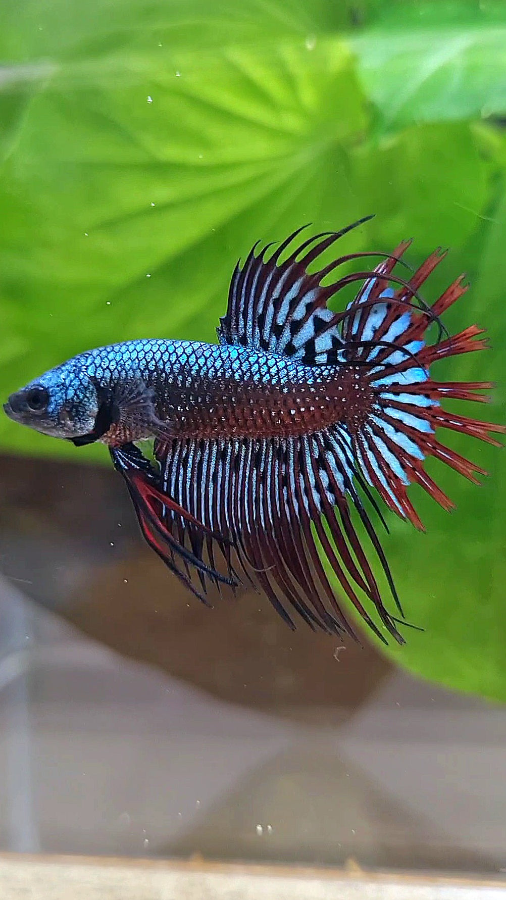 3 FISH LUXURY CROWNTAIL ALIEN BLUE 2 IMBELIS COPPER ORANGE HYBRID WILD BETTA FISH