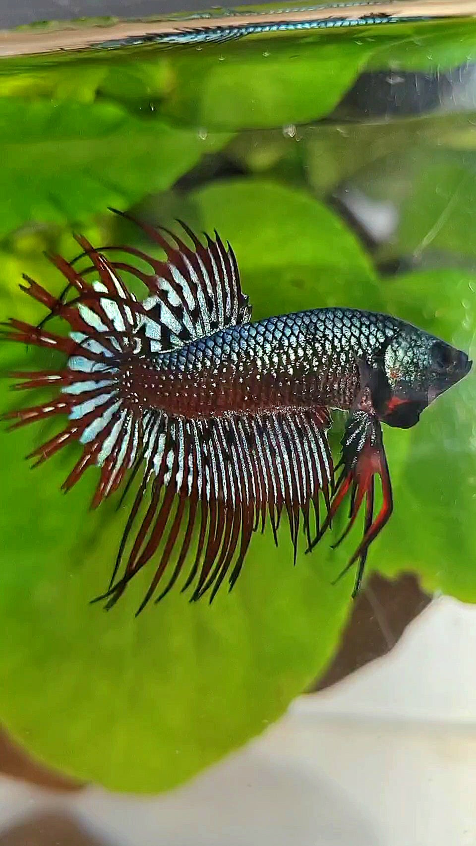 3 FISH LUXURY CROWNTAIL ALIEN BLUE 2 IMBELIS COPPER ORANGE HYBRID WILD BETTA FISH