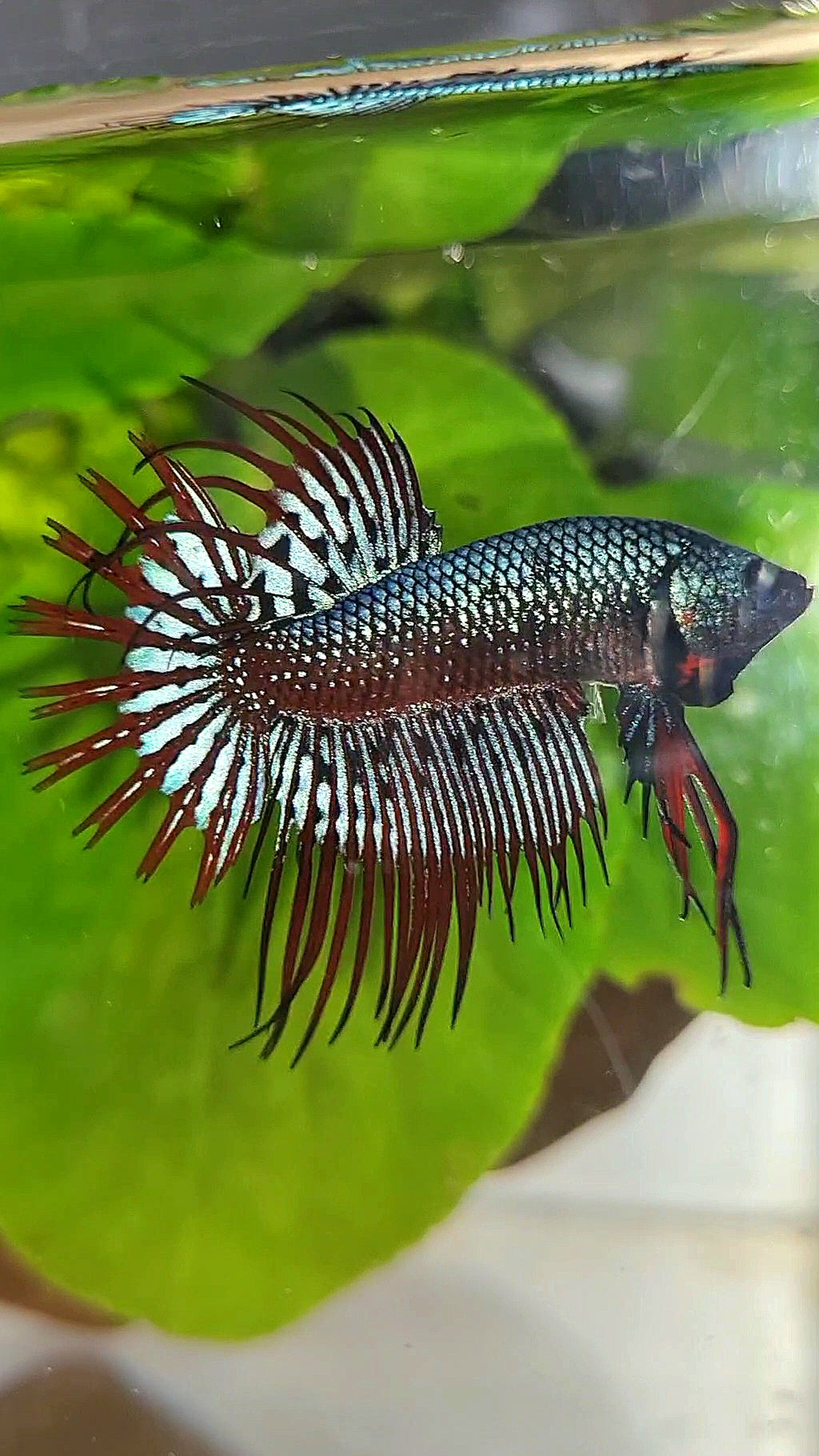 3 FISH LUXURY CROWNTAIL ALIEN BLUE 2 IMBELIS COPPER ORANGE HYBRID WILD BETTA FISH