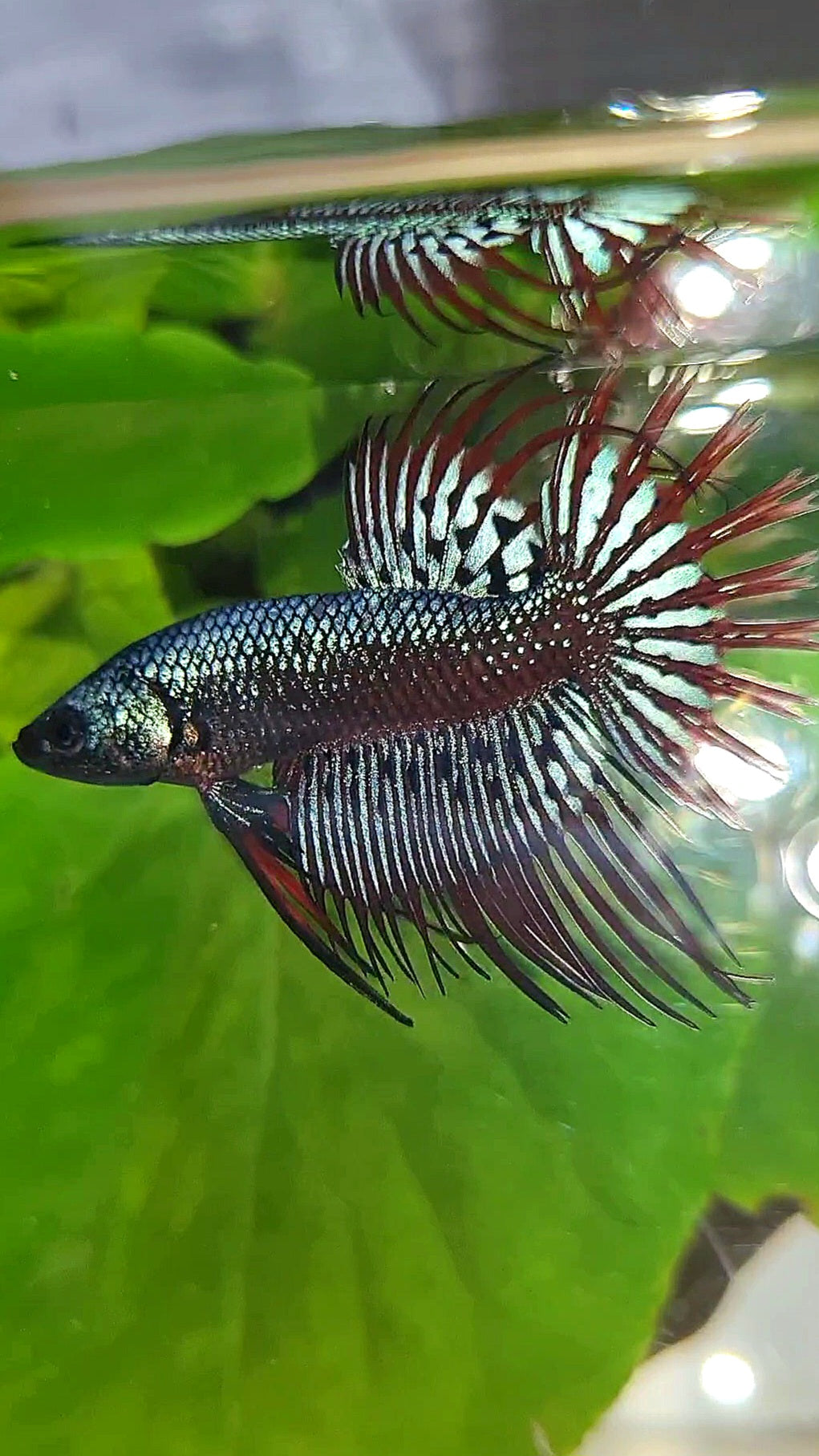 3 FISH LUXURY CROWNTAIL ALIEN BLUE 2 IMBELIS COPPER ORANGE HYBRID WILD BETTA FISH