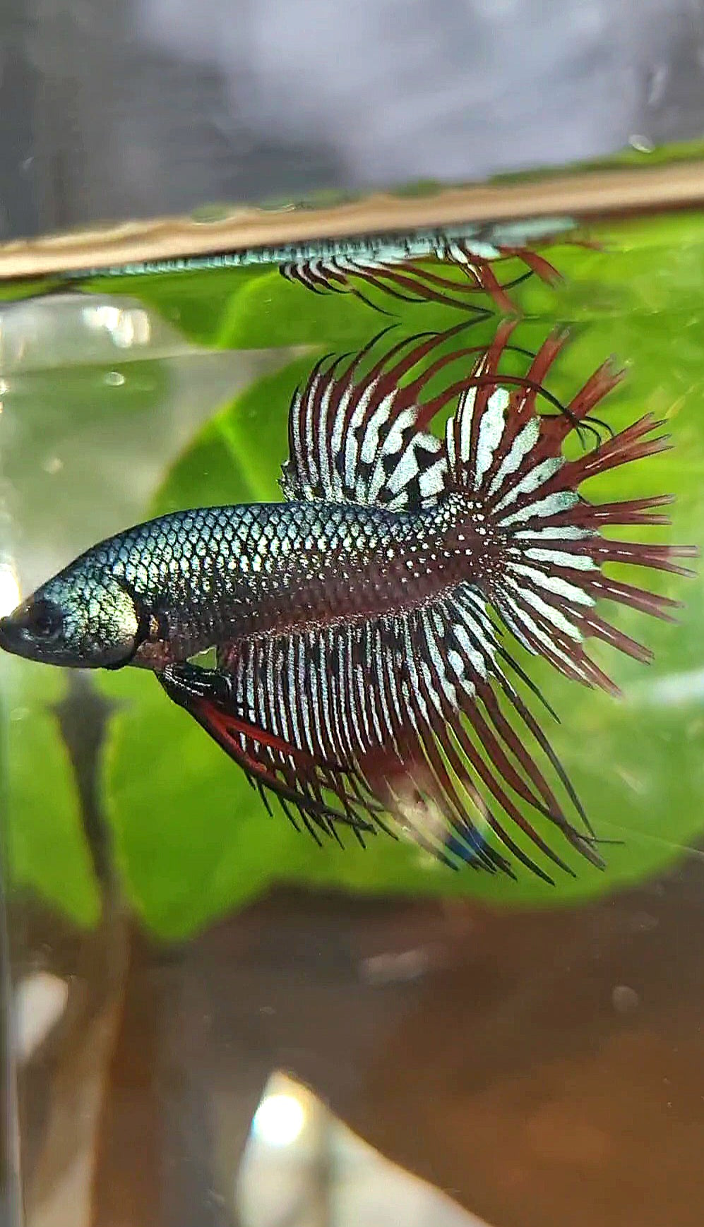 3 FISH LUXURY CROWNTAIL ALIEN BLUE 2 IMBELIS COPPER ORANGE HYBRID WILD BETTA FISH