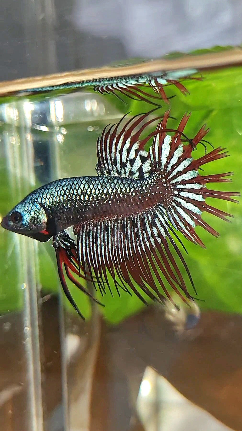 3 FISH LUXURY CROWNTAIL ALIEN BLUE 2 IMBELIS COPPER ORANGE HYBRID WILD BETTA FISH