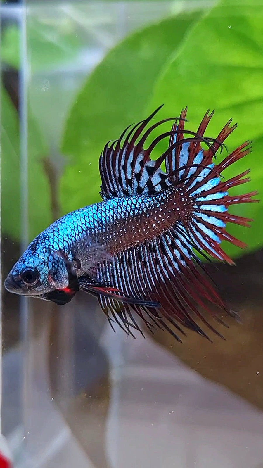 3 FISH LUXURY CROWNTAIL ALIEN BLUE 2 IMBELIS COPPER ORANGE HYBRID WILD BETTA FISH