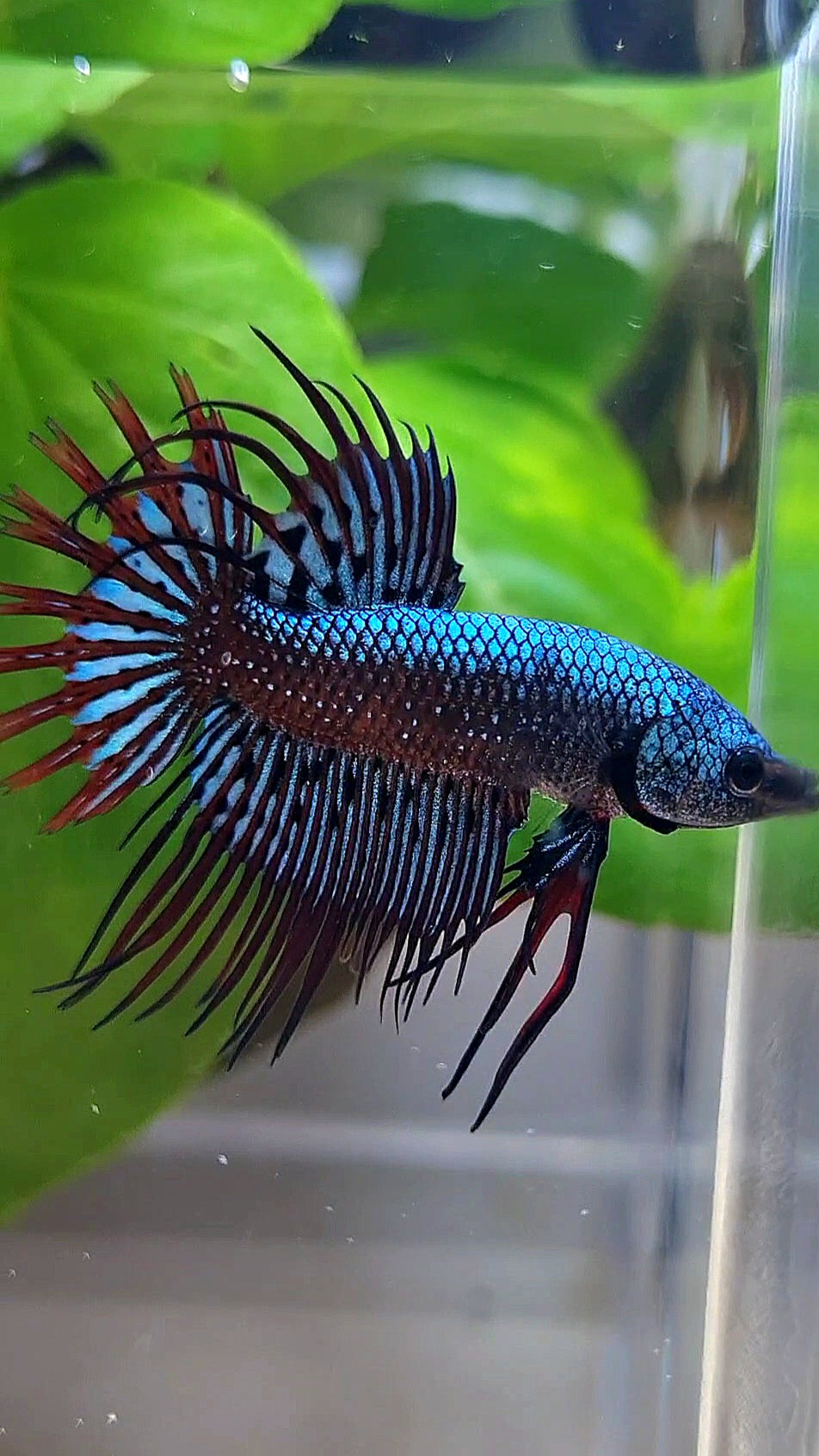 3 FISH LUXURY CROWNTAIL ALIEN BLUE 2 IMBELIS COPPER ORANGE HYBRID WILD BETTA FISH
