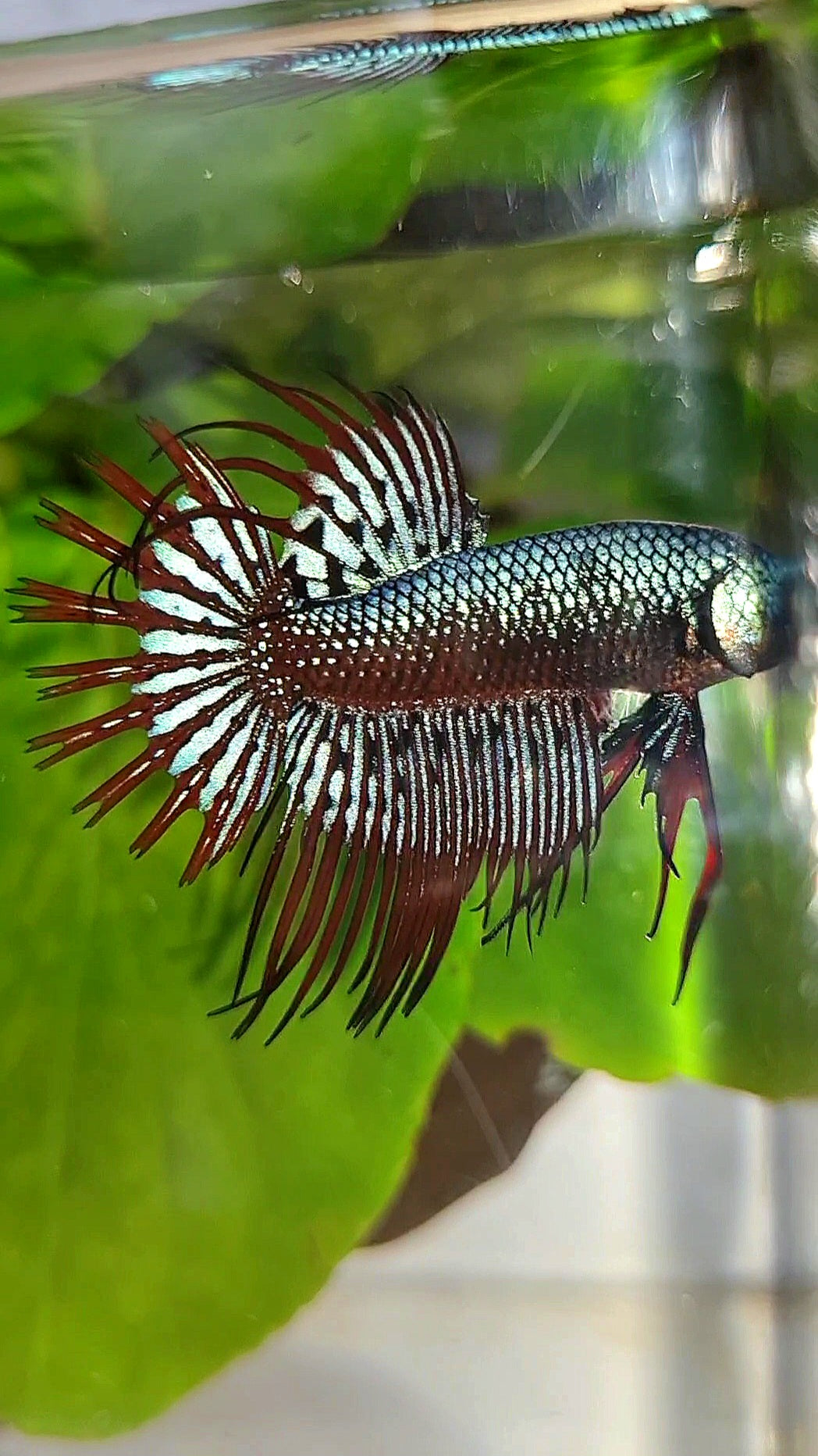 3 FISH LUXURY CROWNTAIL ALIEN BLUE 2 IMBELIS COPPER ORANGE HYBRID WILD BETTA FISH