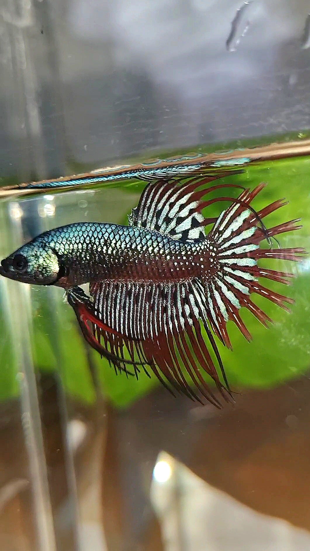 3 FISH LUXURY CROWNTAIL ALIEN BLUE 2 IMBELIS COPPER ORANGE HYBRID WILD BETTA FISH