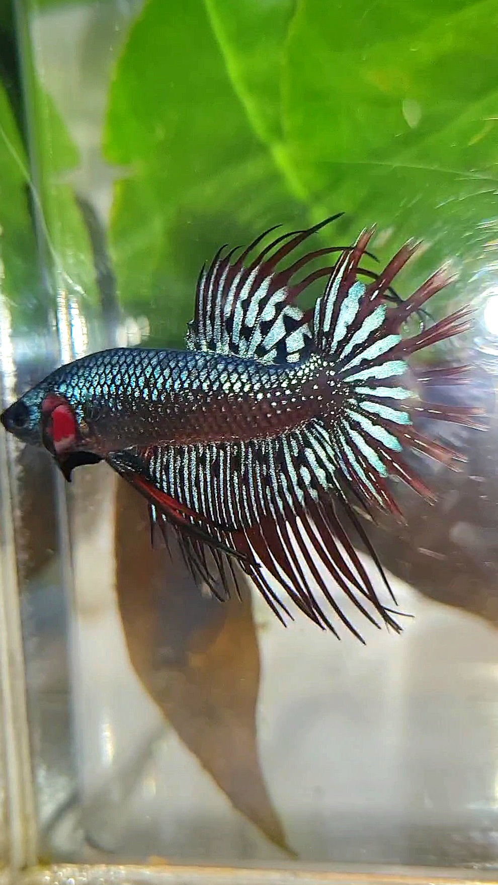 3 FISH LUXURY CROWNTAIL ALIEN BLUE 2 IMBELIS COPPER ORANGE HYBRID WILD BETTA FISH