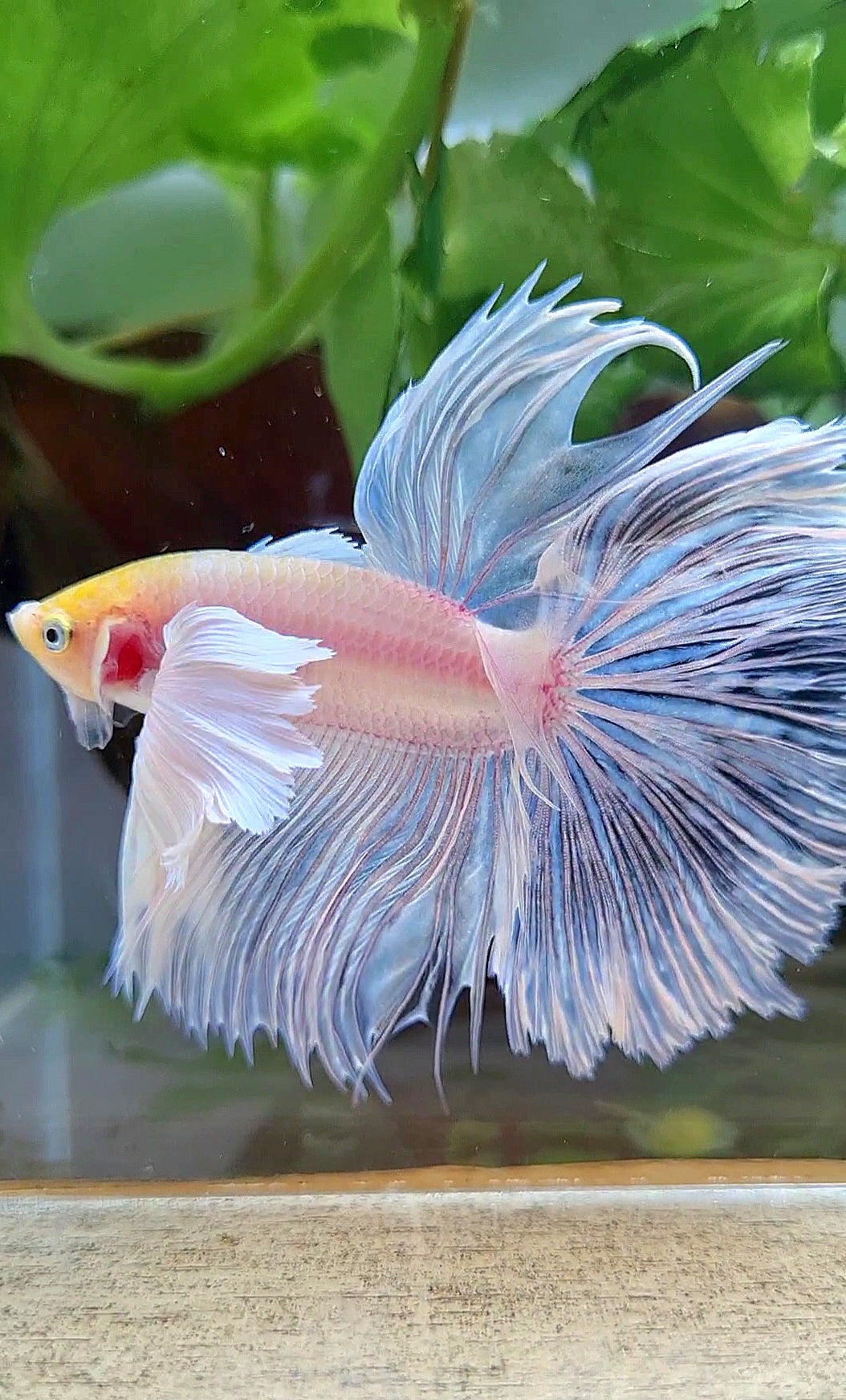 HALFMOON SUPER DUMBO EAR ROSETAIL WHITE YELLOW HEAD BETTA FISH