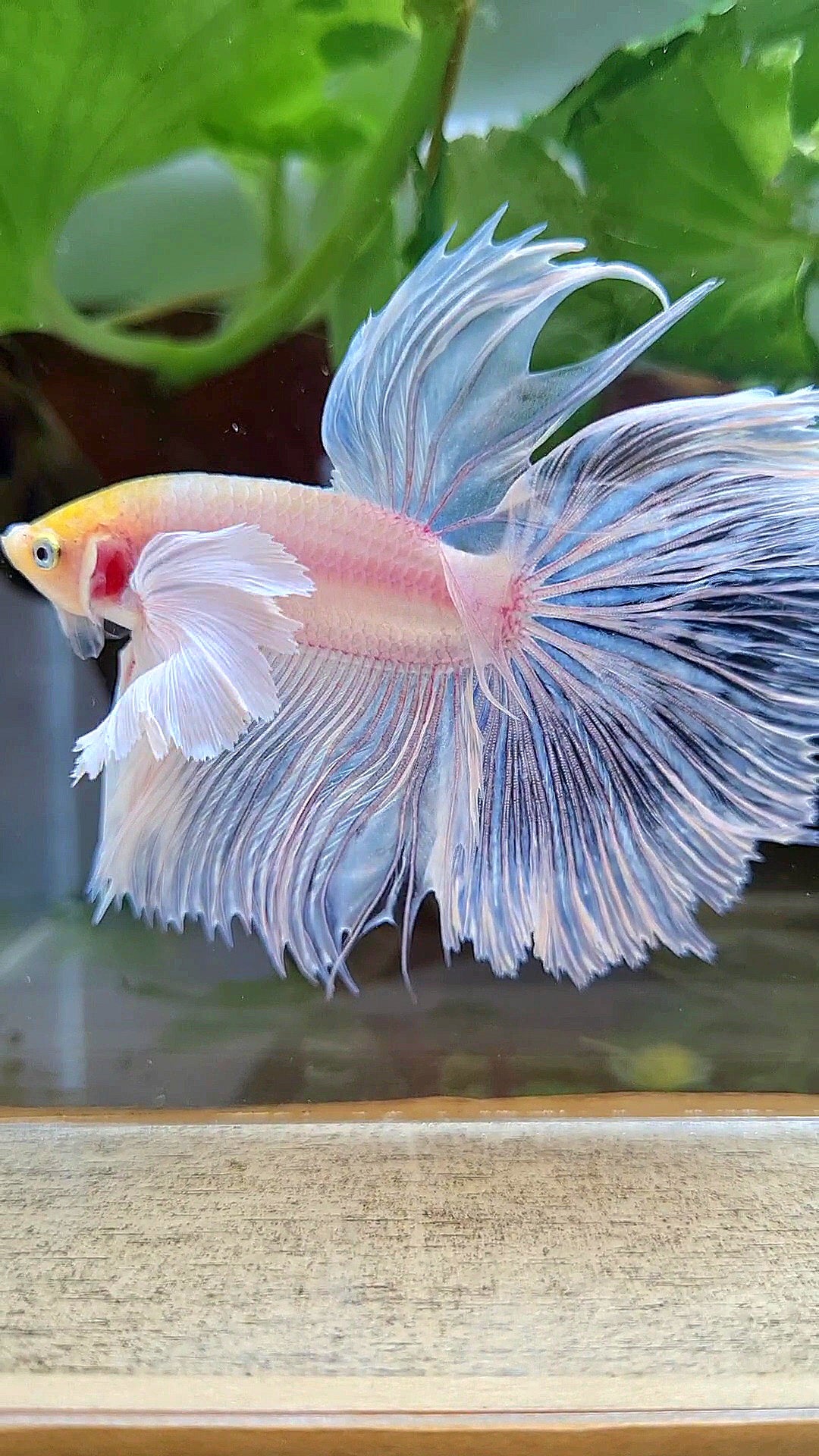 HALFMOON SUPER DUMBO EAR ROSETAIL WHITE YELLOW HEAD BETTA FISH