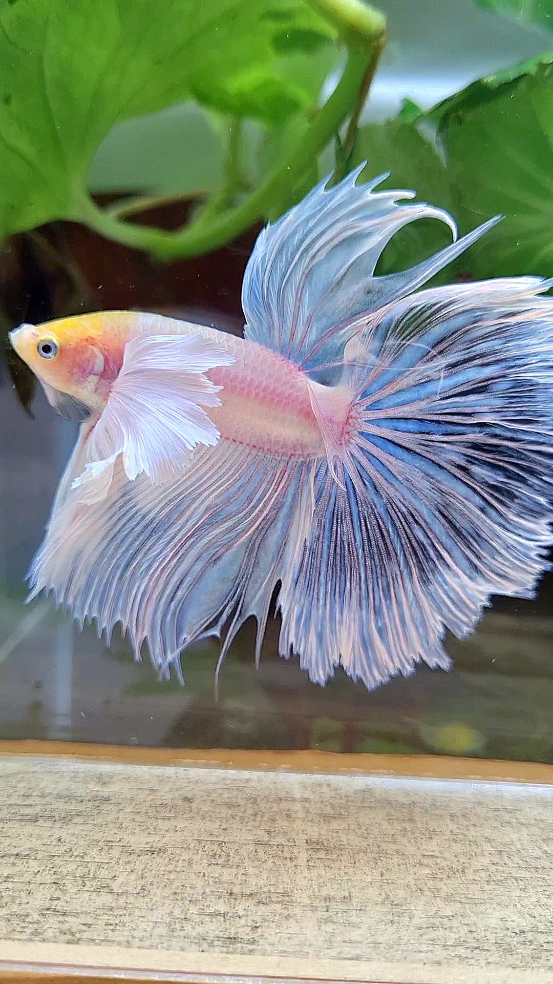HALFMOON SUPER DUMBO EAR ROSETAIL WHITE YELLOW HEAD BETTA FISH