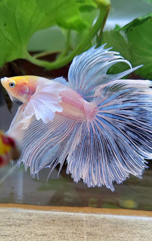 HALFMOON SUPER DUMBO EAR ROSETAIL WHITE YELLOW HEAD BETTA FISH