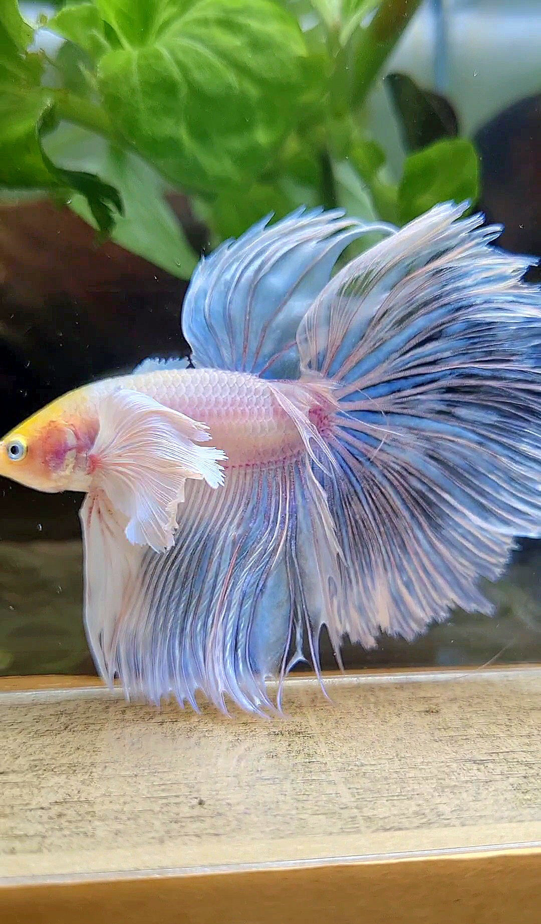 HALFMOON SUPER DUMBO EAR ROSETAIL WHITE YELLOW HEAD BETTA FISH