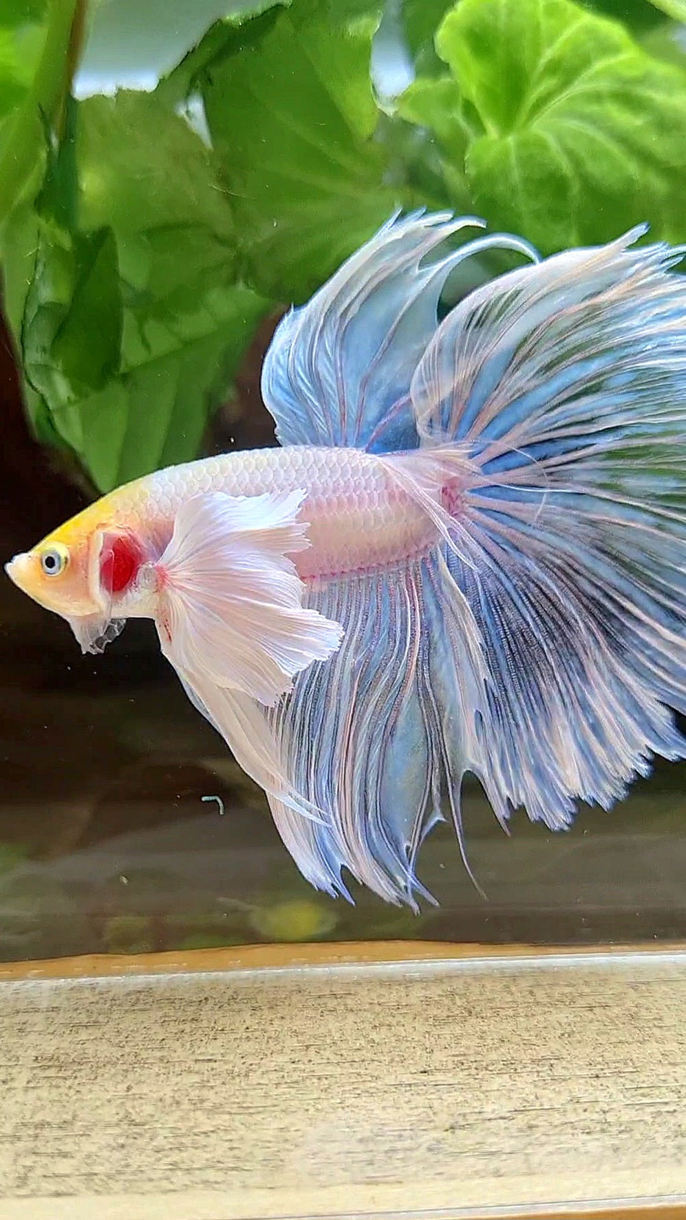 HALFMOON SUPER DUMBO EAR ROSETAIL WHITE YELLOW HEAD BETTA FISH
