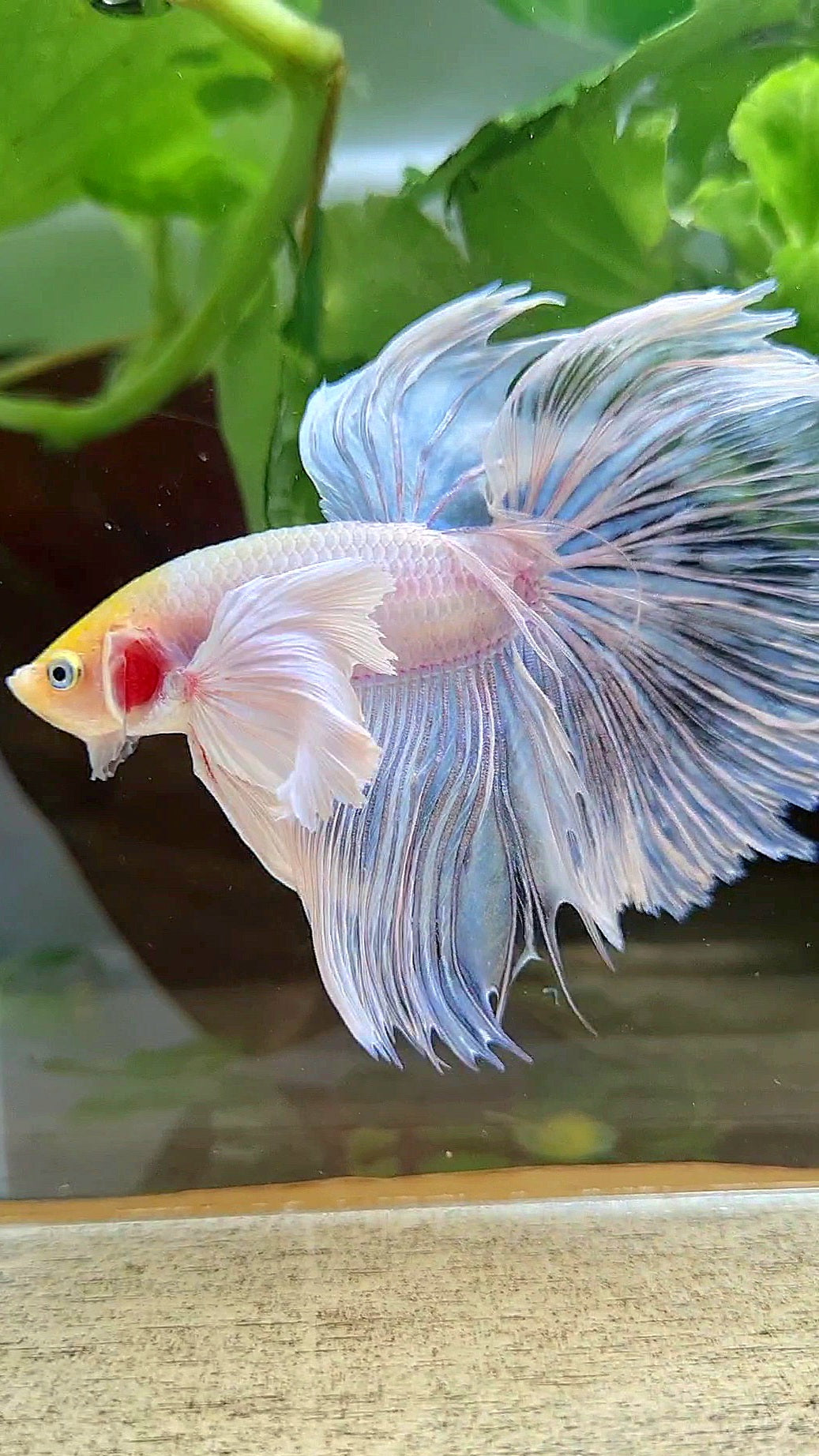 HALFMOON SUPER DUMBO EAR ROSETAIL WHITE YELLOW HEAD BETTA FISH