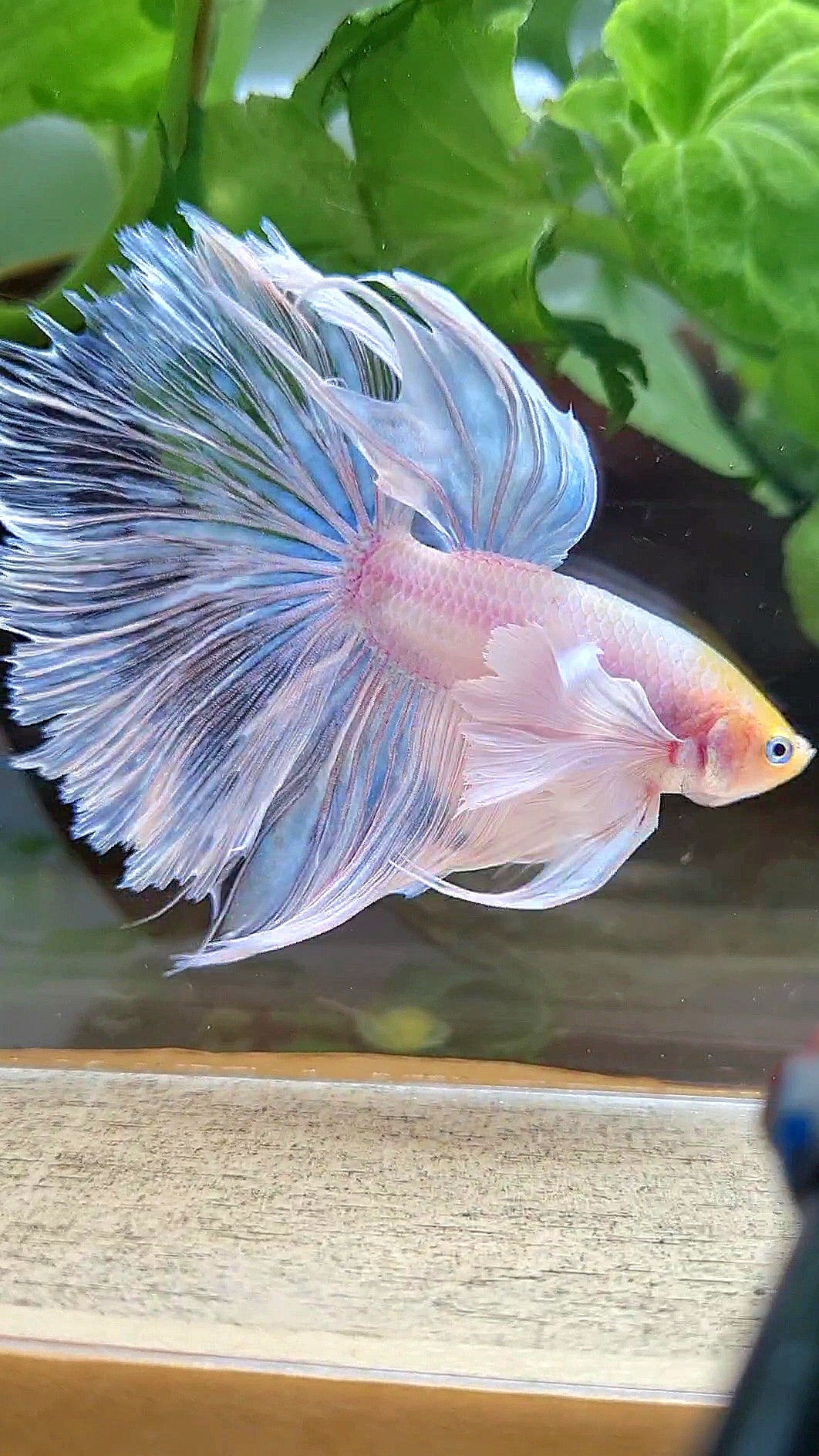 HALFMOON SUPER DUMBO EAR ROSETAIL WHITE YELLOW HEAD BETTA FISH