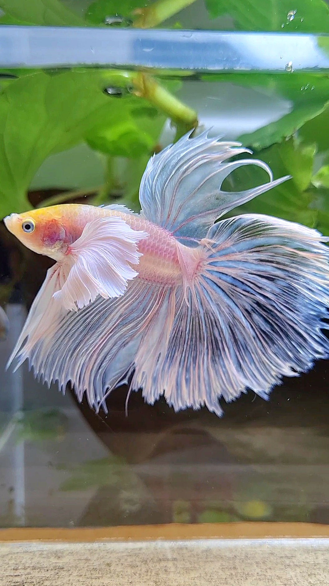 HALFMOON SUPER DUMBO EAR ROSETAIL WHITE YELLOW HEAD BETTA FISH