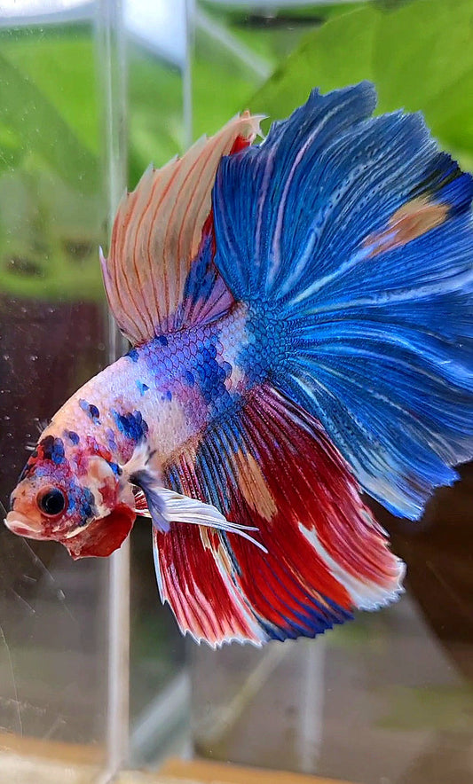 HALFMOON ROSETAIL RAINBOW FANCY MULTICOLOR BETTA FISH